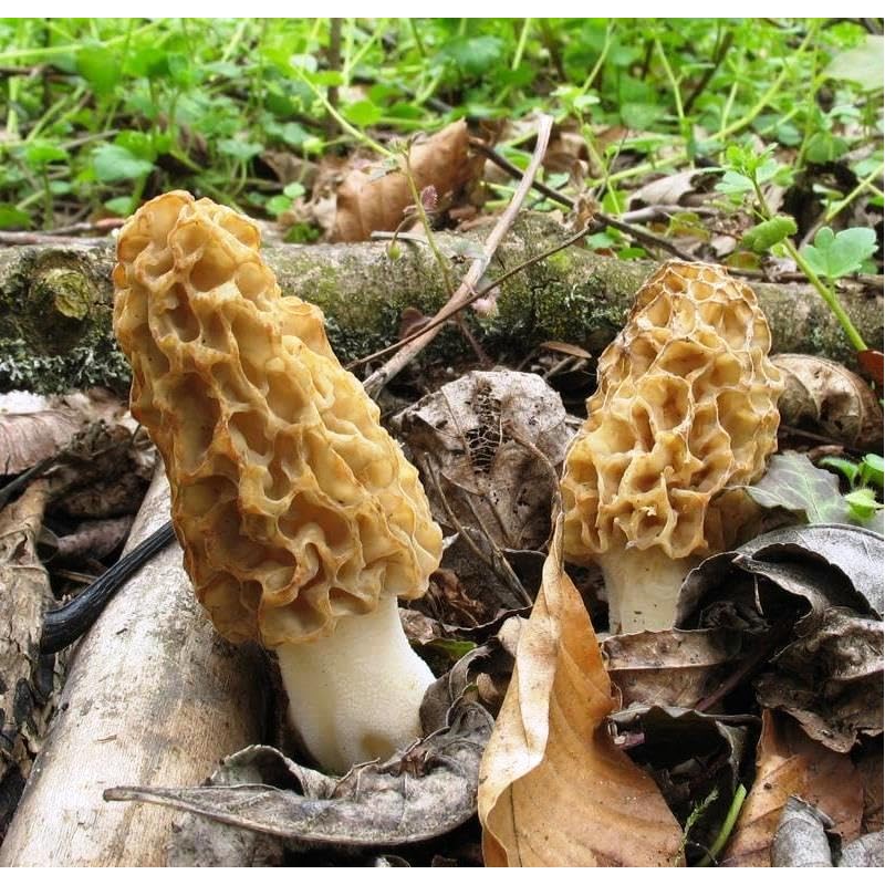 CEMEHA SEEDS - Morel Mushrooms Spores Mycelium Non GMO Spawn