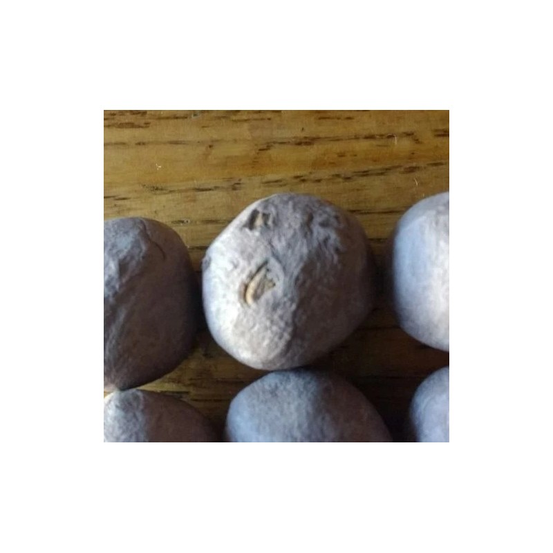 Milkweed Monarchy 100 Organic Milkweed Seed Balls - Enhance Garden,