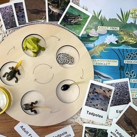 Animal Growth Cycle Model, 1 Set Montessori Figurines Life Cycle Set, Early Language Education Material Toy for Kids Classroom - Color: Multicolor, Specification: Frog