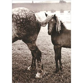 Foal Under Horses Tail - Avanti America Collection Encouragement Card