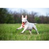 COLLAR Liker Motivational/Interactive Toy for Pets Dogs with a Ribbon