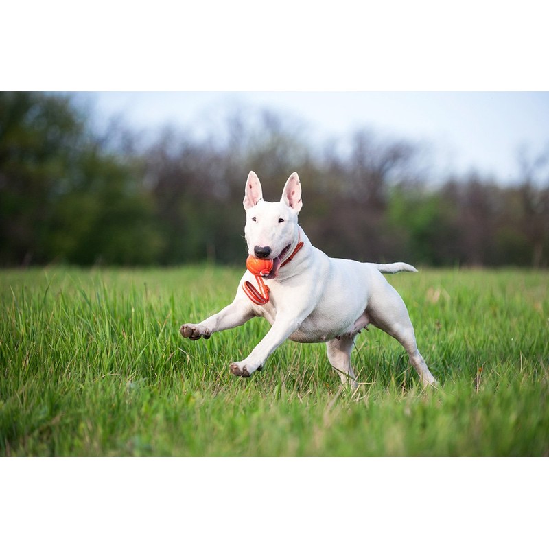 COLLAR Liker Motivational/Interactive Toy for Pets Dogs with a Ribbon