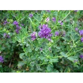 Ameristand 803T Alfalfa Seed (1 Lb.)