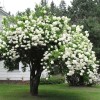 Bush Japanese Snowball Shrub - 6-12" Tall - Live Plant