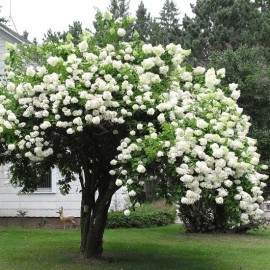 Bush Japanese Snowball Shrub - 6-12" Tall - Live Plant - 3" Pot - Viburnum plicatum