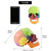 QWORK® Coloured Skull Model 15 Pieces for Anatomy Lessons, Detailed