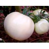Large White Tomato Great White Seeds for Planting 20+ Seeds