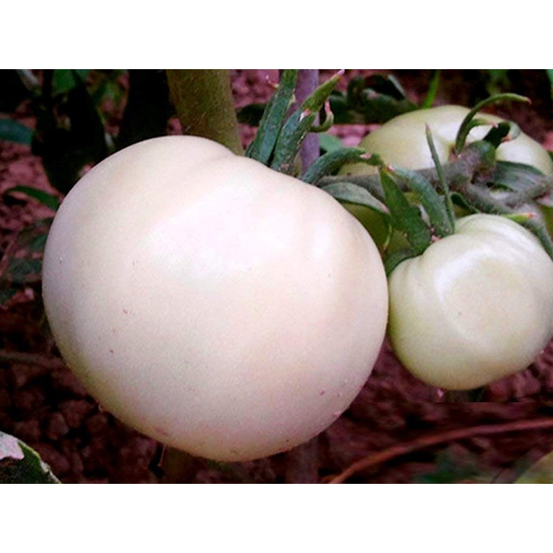 Large White Tomato Great White Seeds for Planting 20+ Seeds