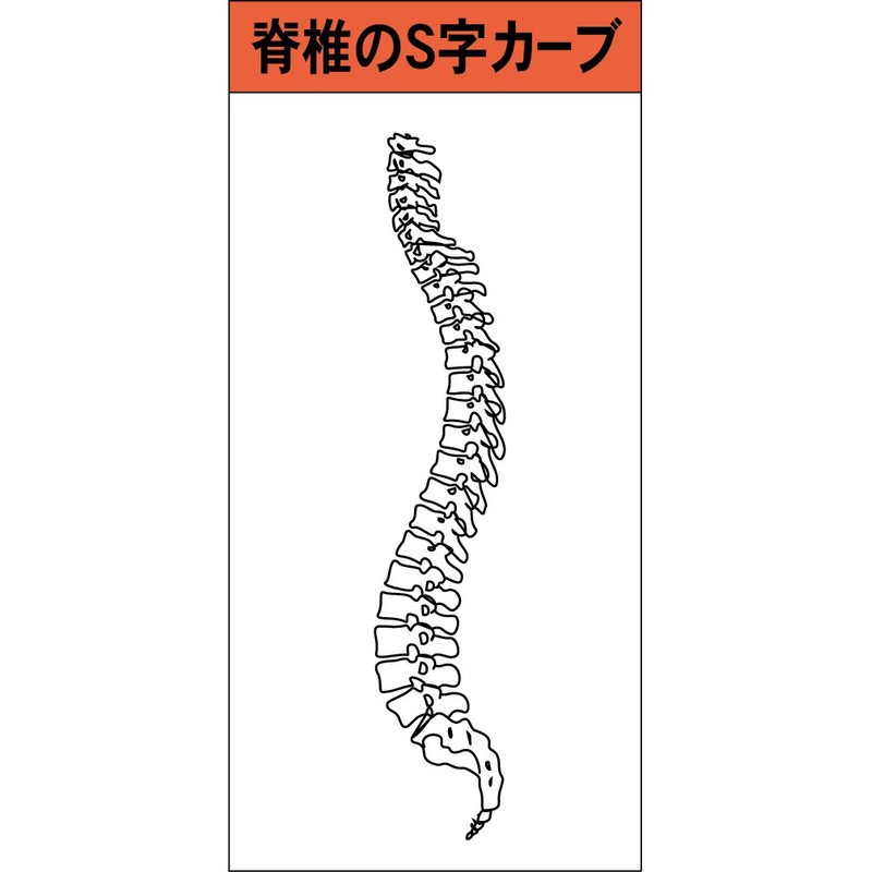 Yamada Style Dr.support Lumbar Corset, S Fit Pro, M Size,