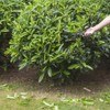 Astrowinter Hand Shears for Gardening & Sheep Shearing - Manganese