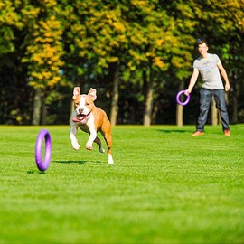 Ferplast Dog Toy, Dog Training Ring for Chewing, Running, Jumping, Shooting, Non-Toxic, Floating, Puller Standard, Dog Toy for Medium and Large Dogs, Set of 2 Fitness Rings