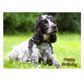 Cocker Spaniel Dog Birthday Card