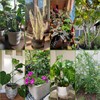 Vocray Plant Support Stakes for Indoor Plants,Trellis for House Potted