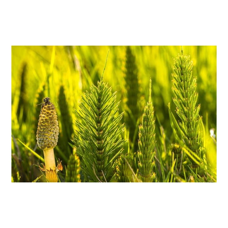 HERBAPOL Herbatka ziolowa Skrzyp 36g / Tisane de prele des
