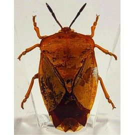 38mm Real Lychee Giant Stink Bug in Crystal Clear Lucite Resin Specimen Preserved Insect Beetle Taxidermy Crafts Collection for Biology Science Education & Desk Ornament Display Supplies