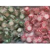Starlight PEPPERMINT & SPEARMINT Mints BULK CANDY- 75 Pieces