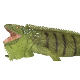 Safari Ltd. - Incredible Creatures Collection - 11" x 5.5" Iguana Figurine - Non-toxic and BPA Free - Ages 3+