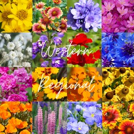 Paper Street Perennials 1/4 Pound Western U.S. Regional Bulk Wildflower Seed Mix 1/4lb Covers 800sq-ft