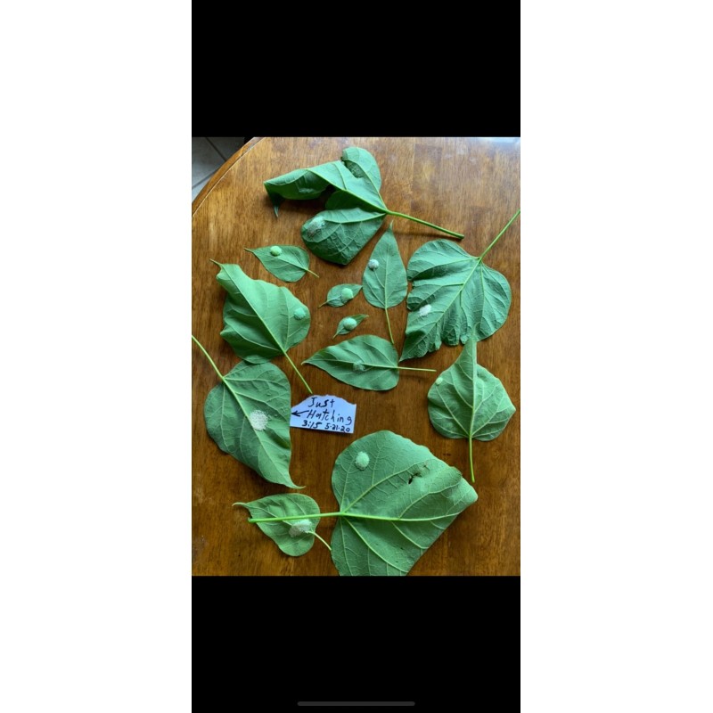 Catalpa, Southern Catalpa Tree Seeds, (For Raising Catalpa Worms) Catfish