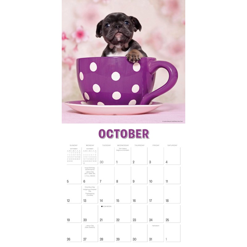 Pups in Cups 2025 Wall Calendar, 12" x 12"