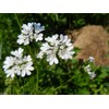 NIKA SEEDS - Seeds Herb Coriander Heirloom - 500 Seeds