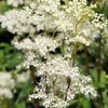 Earthcare Seeds Meadowsweet 350 Seeds (Filipendula ulmaria) Heirloom - Open