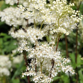 Earthcare Seeds Meadowsweet 350 Seeds (Filipendula ulmaria) Heirloom - Open Pollinated