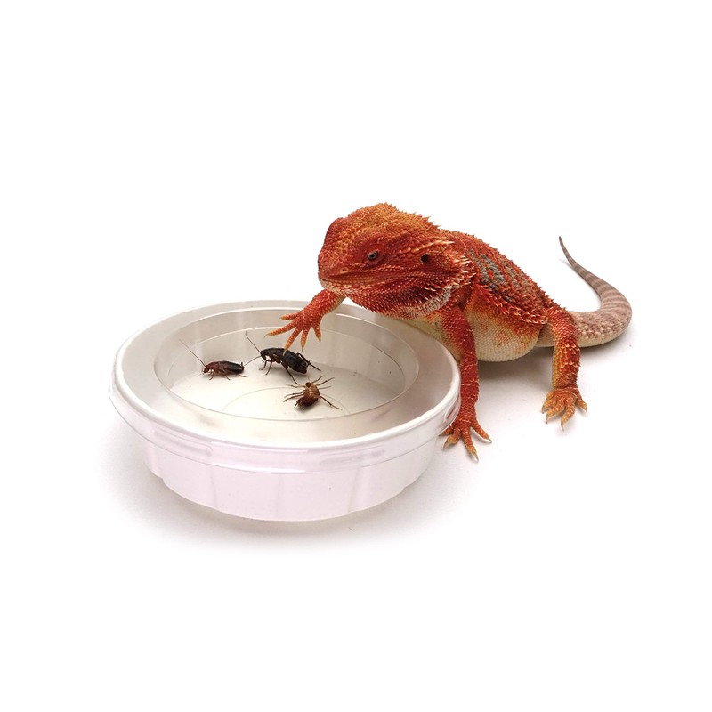 Feeder Cups, Large 5" x 1-1/4", 3 Each