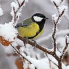 20 Napkins Great Tit in Winter / Bird / Animals / Christmas 33 x 33 cm