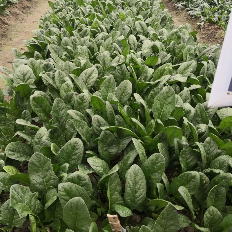 ATLAS Spinach -Atlas Green