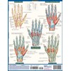 The Hand QuickStudy Laminated Reference Guide (QuickStudy Academic)
