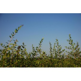 Naiad(ナイアード) Henna + Herbs 400g