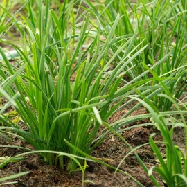 Natures Potions Ltd GARLIC CHIVE SEEDS, 100,  Allium Tuberosum, Organic, Heirloom, Culinary Herb