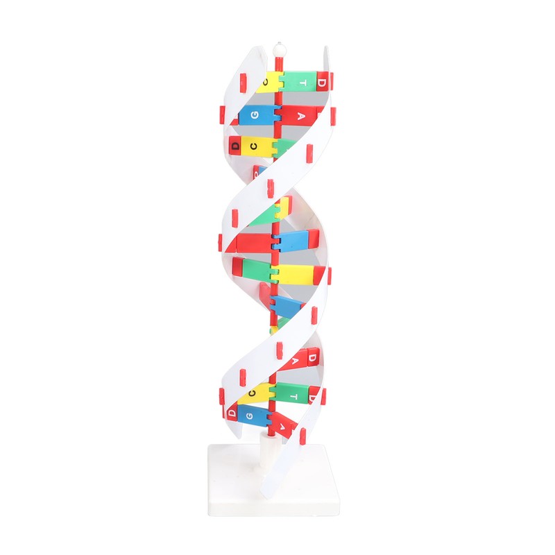 DNA Structure Model Colorful Double Spiral Assemble Model Science Educational