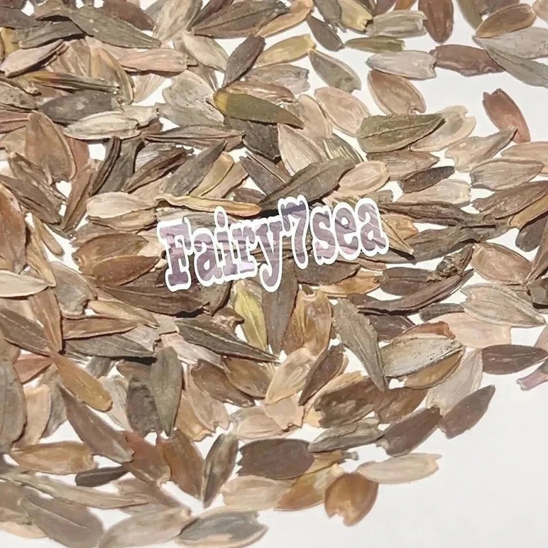 Fairy7Seas Zinnia Seeds - Zinnia Elegans - Dahlia Flowered Purple