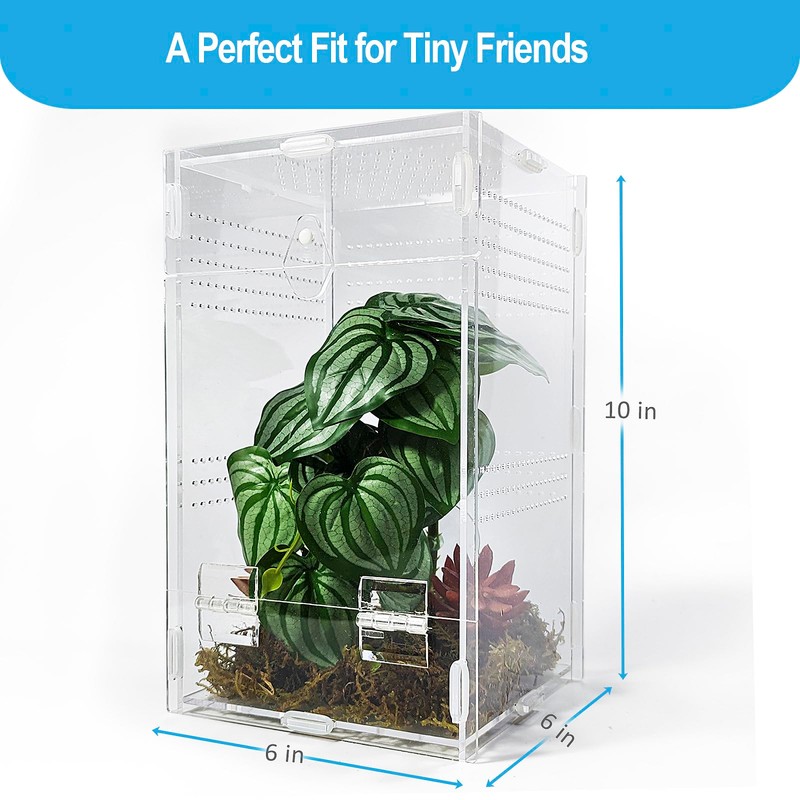 Duedusto Jumping Spider Enclosure 6”x6”x10”, Arboreal Tarantula Enclosure, Praying Mantis