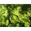 3000 Southern Giant Curled Mustard Greens Vegetable Seeds Brassica juncea
