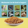 WormsFarm 10lb Dried Mealworms for Wild Birds Chickens Feed for