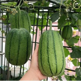 Fresh Apple Luffa Seeds - Muop Tao, Rare Heirloom Non-GMO Vegetable - 5 seeds