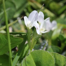 Outsidepride 10 lb. Annual Subterranean Clover Seed for Pasture & Forage