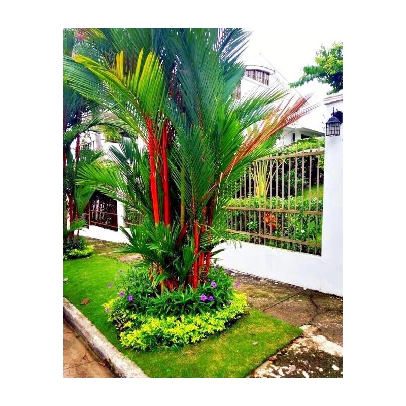 20 Red Sealing Wax Lipstick Palm Tree Seeds (Cyrtostachys Renda)