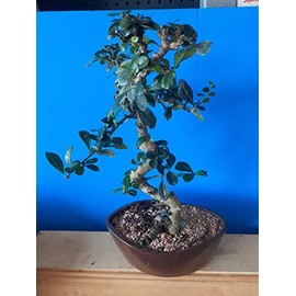 INDOORBONSAIANDEXOTICS Flowering FUKIEN Tea 12YRS Old