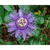 5pcs Passion Flower (Passiflora incarnata), plant Exotic Passion Fruit Seeds