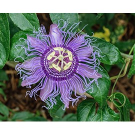 5pcs Passion Flower (Passiflora incarnata), plant Exotic Passion Fruit Seeds Passiflora Edulis for home garden 5