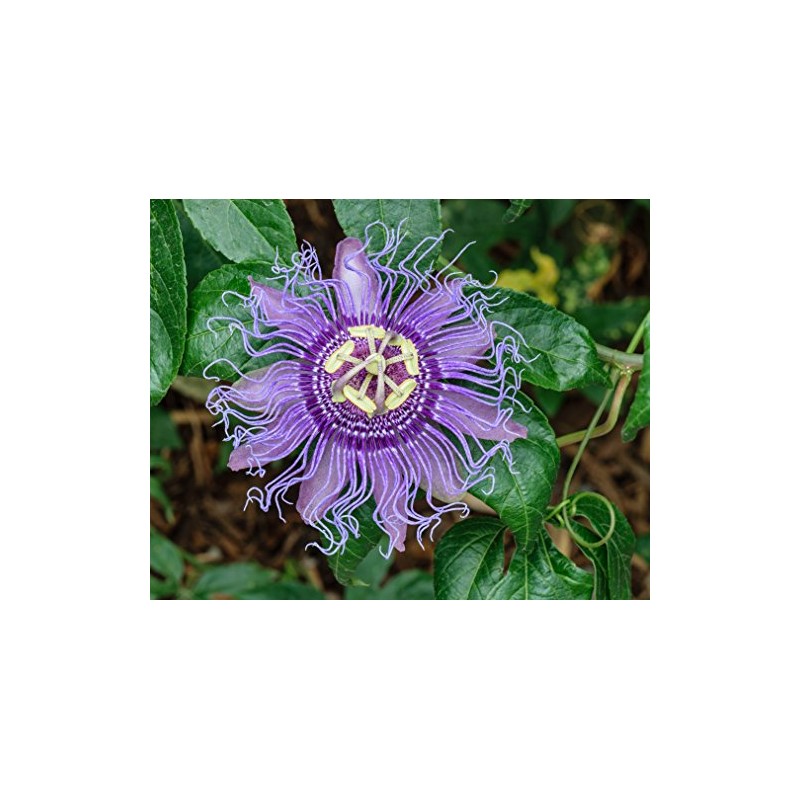 5pcs Passion Flower (Passiflora incarnata), plant Exotic Passion Fruit Seeds