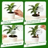26oz Extra Large Plant Watering Globes, Self Watering Bulbs and