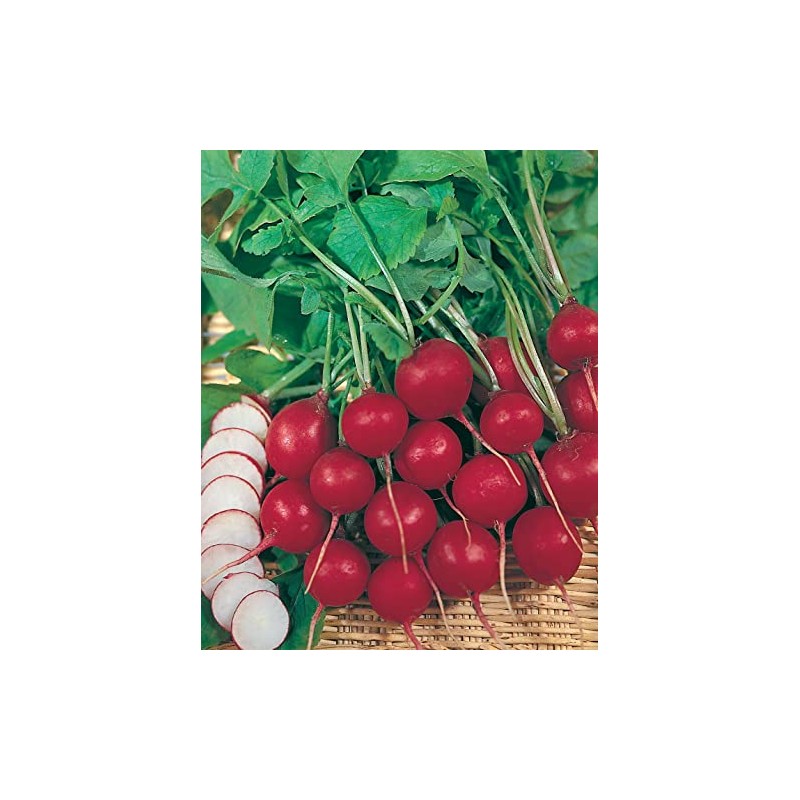 Mr Fothergill?s Seeds Ltd 14579 Vegetable Seeds, Radish Prinz Rotin