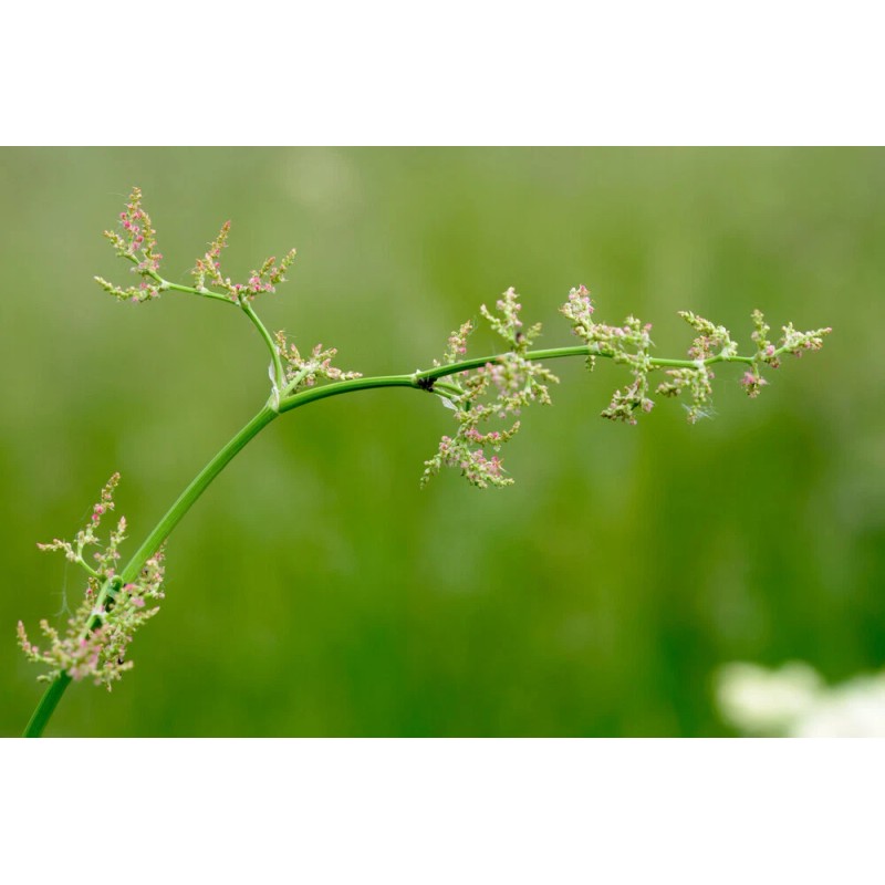 Pure Herbs: Sheep Sorrel - 4 oz.