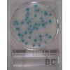 Shimazu Diagnostics Compact Dry BC 40 Sheets (For Measurement of