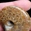 LapidaryCentral Flashy Red Polished Iridescent Ammonite with Flowering! 1.5-2 Inches!